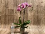 Phalaenopsis I-Hsin Seasame