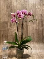 Double Spikes Phalaenopsis I-Hsin Seasame (4.5" pot) - Image 8