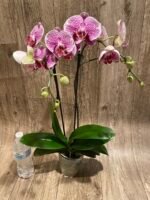 Double Spikes Phalaenopsis I-Hsin Seasame (4.5" pot) - Image 7