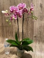 Phalaenopsis I-Hsin Seasame