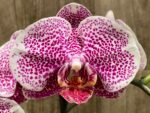Phalaenopsis I-Hsin Seasame