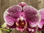 Double Spikes Phalaenopsis I-Hsin Seasame (4.5" pot) - Image 3