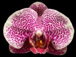 Phalaenopsis I-Hsin Seasame