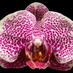 Phalaenopsis I-Hsin Seasame