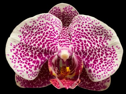 Phalaenopsis I-Hsin Seasame