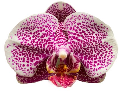 Phalaenopsis I-Hsin Seasame