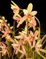 Cymbidium Prapuy Luang Pakkret