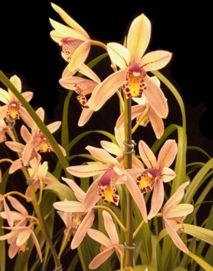 Cymbidium Prapuy Luang Pakkret