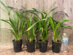 Cymbidium Prapuy Luang Pakkret (4” Pot) - Image 2