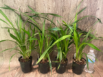 Cymbidium Prapuy Luang Pakkret (4” Pot) - Image 3