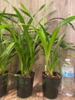Cymbidium Prapuy Luang Pakkret (4” Pot) - Image 4