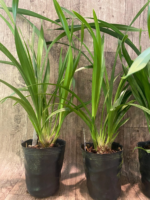 Cymbidium Prapuy Luang Pakkret (4” Pot) - Image 5