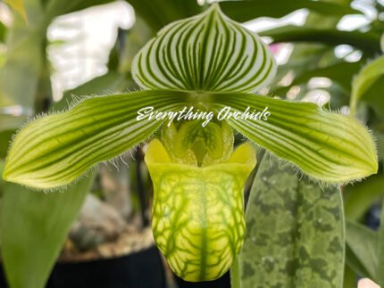 Paphiopedilum venustum var. album x sib