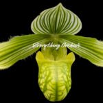Paphiopedilum venustum var. album x sib