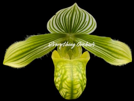 Paphiopedilum venustum var. album x sib
