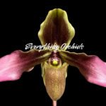 Paphiopedilum hirsutissimum var. esquirolei