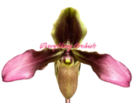 Paphiopedilum hirsutissimum var. esquirolei