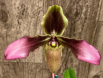 Paphiopedilum hirsutissimum var. esquirolei