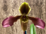 Paphiopedilum hirsutissimum var. esquirolei
