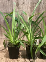 Miltoniopsis Herralexandre (3.5” Pot) - Image 5