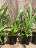 Miltoniopsis Herralexandre (3.5” Pot) - Image 6