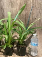 Miltoniopsis Herralexandre (3.5” Pot) - Image 7