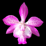 Epicatarthron Hilo Adventure