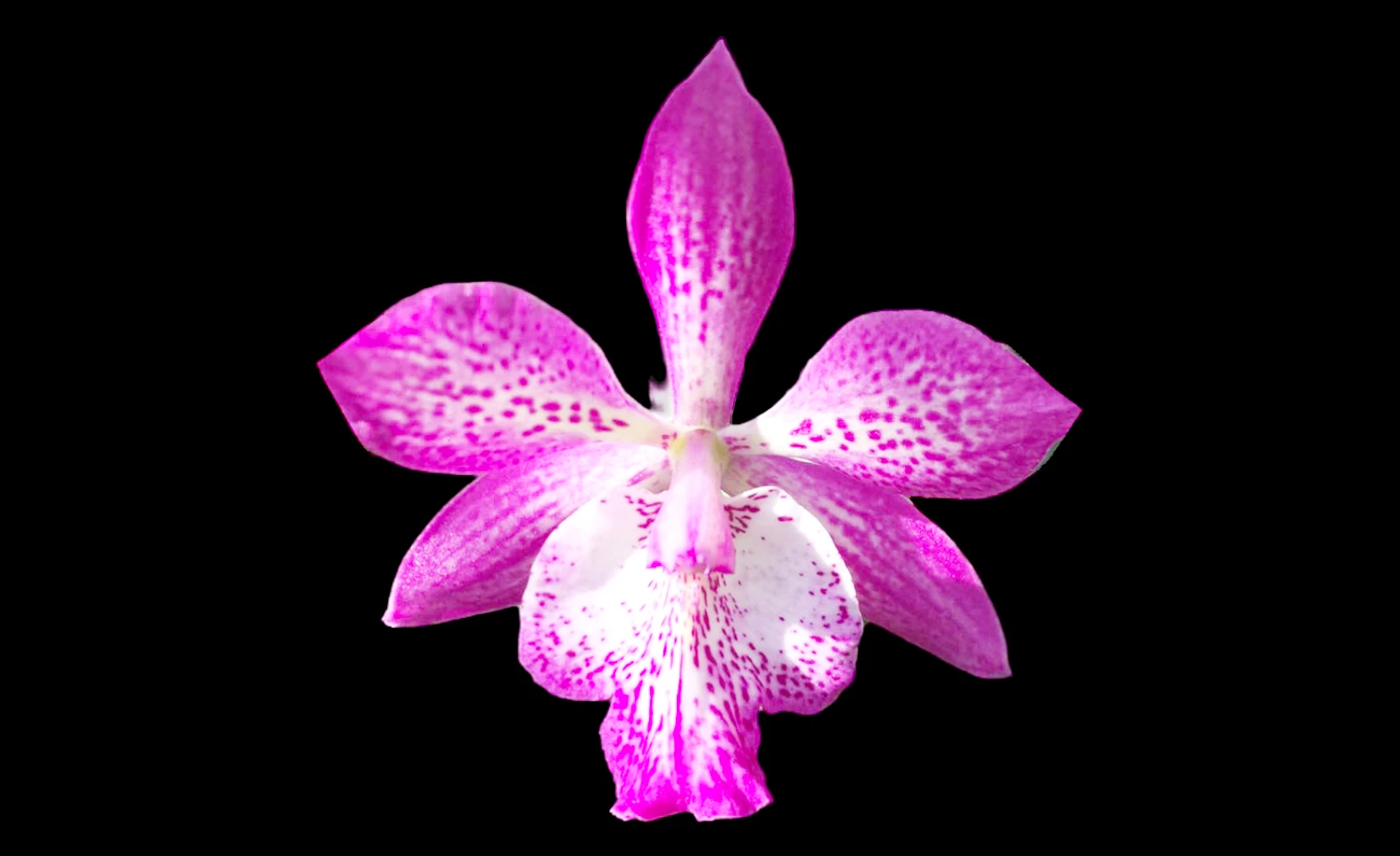 Epicatarthron Hilo Adventure Epicatarthron Hilo Adventure