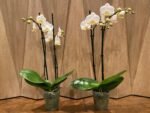 Double Spikes Phalaenopsis Timothy Christopher (3.5" pot) - Image 5