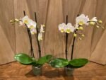 Double Spikes Phalaenopsis Timothy Christopher (3.5" pot) - Image 6