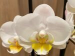 Double Spikes Phalaenopsis Timothy Christopher (3.5" pot)