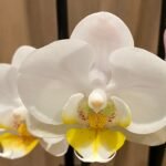 Double Spikes Phalaenopsis Timothy Christopher (3.5" pot)