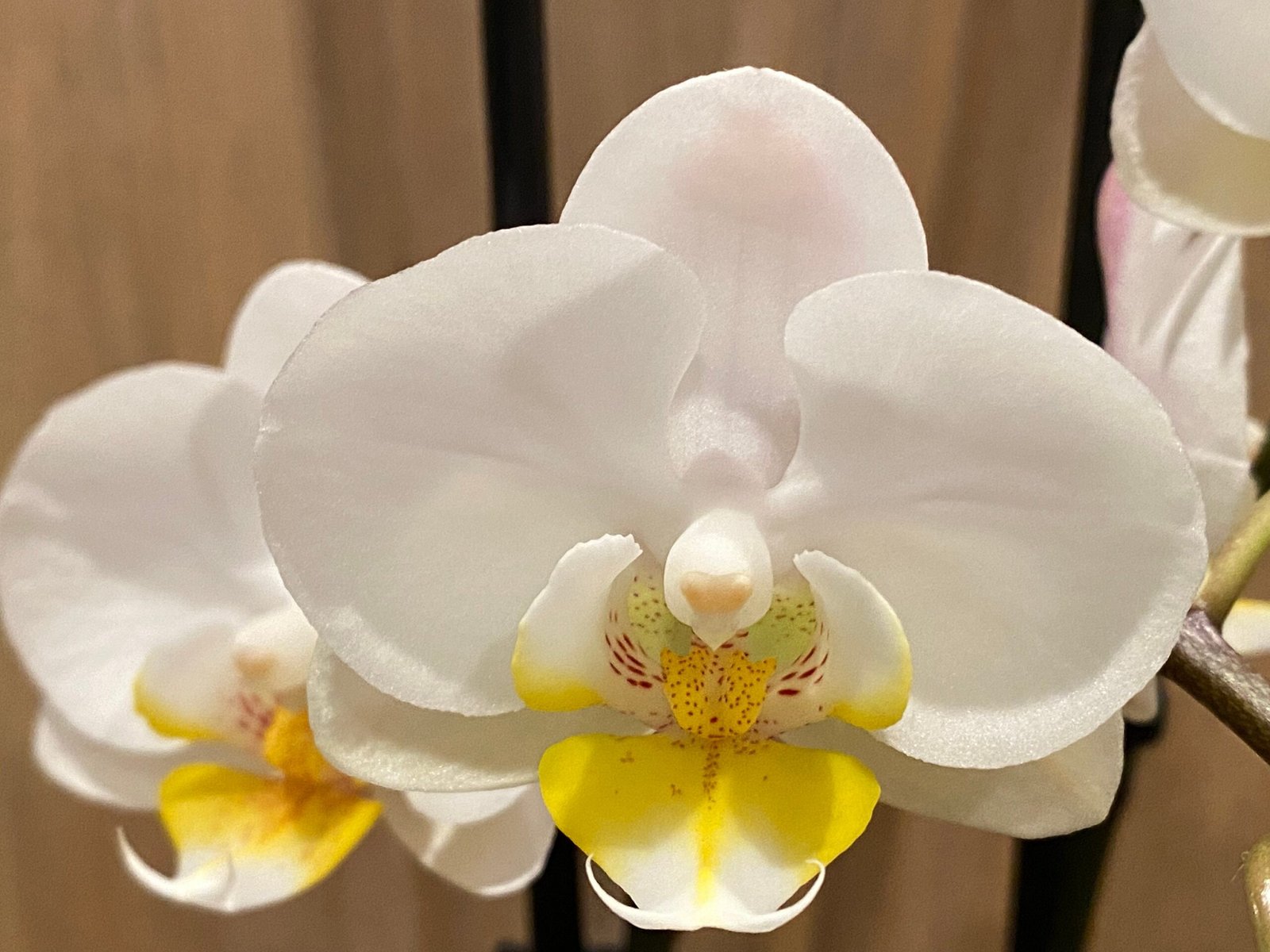 il_fullxfull.3411125092_pmfm.jpg Double Spikes Phalaenopsis Timothy Christopher (3.5" pot) - Image 1