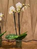 Double Spikes Phalaenopsis Timothy Christopher (3.5" pot) - Image 8