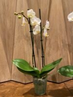 Double Spikes Phalaenopsis Timothy Christopher (3.5" pot) - Image 7