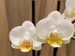 Double Spikes Phalaenopsis Timothy Christopher (3.5" pot) - Image 3