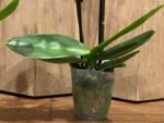 Double Spikes Phalaenopsis Timothy Christopher (3.5" pot) - Image 10