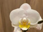Double Spikes Phalaenopsis Timothy Christopher (3.5" pot) - Image 2