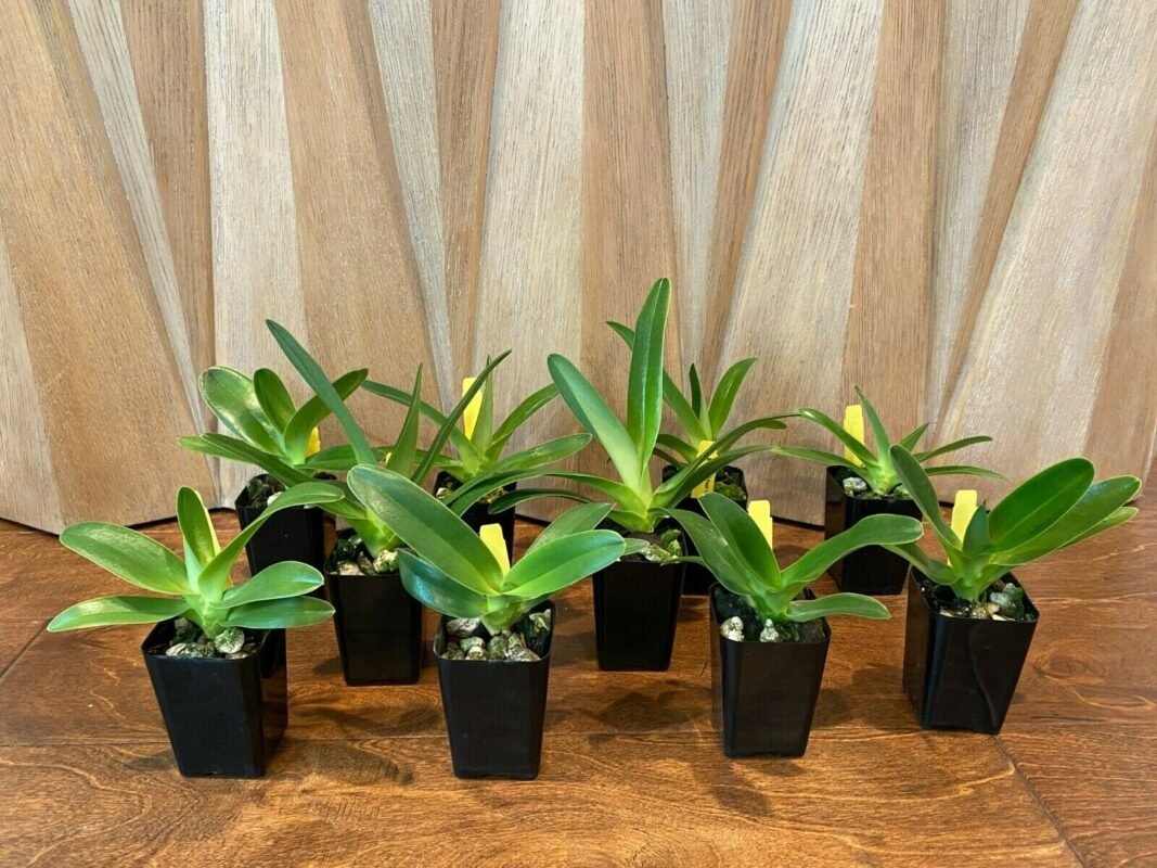 Paph. QF Lani (Cascade Creek x Philippiense) MULTI-FLORAL (2″ pot ...