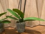 Double Spikes Phalaenopsis Large I-Hsin Golden Beth(4.5" pot) - Image 9