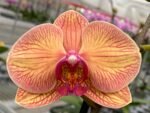 Double Spikes Phalaenopsis Large I-Hsin Golden Beth(4.5" pot)