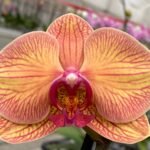Double Spikes Phalaenopsis Large I-Hsin Golden Beth(4.5" pot)