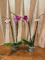 In Spikes Phalaenopsis Large I-Hsin Super Star (4.5" Pot) - Image 7