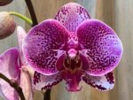 In Spikes Phalaenopsis Large I-Hsin Super Star (4.5" Pot) - Image 3