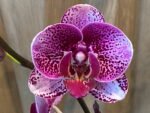 In Spikes Phalaenopsis Large I-Hsin Super Star (4.5" Pot) - Image 4