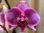 In Spikes Phalaenopsis Large I-Hsin Super Star (4.5" Pot)