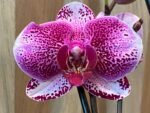 In Spikes Phalaenopsis Large I-Hsin Super Star (4.5" Pot) - Image 5