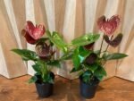 Anthurium Brown Chocolate (5” pot) - Image 6