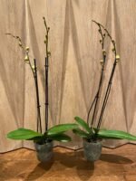 Double Spikes Phalaenopsis Large I-Hsin Golden Beth(4.5" pot) - Image 5