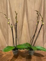 Double Spikes Phalaenopsis Large I-Hsin Golden Beth(4.5" pot) - Image 4